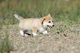 CORGI PEMBROKE 742